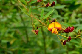 Cajanus Flower Seeds for Planting – Heirloom Non-GMO Seeds with High Germination for Organic Garden and Vibrant Yellow Blooms