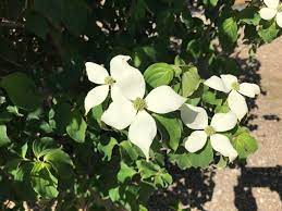 White Dogwood Flower Seeds – Heirloom, Non-GMO, High Germination Organic Garden Seeds for Planting