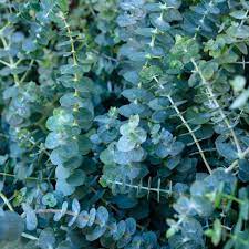Green Eucalyptus Baby Blue Plant Seeds – Heirloom, Non-GMO, High Germination Organic Garden Seeds for Planting