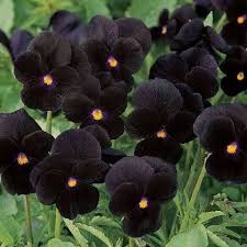 Black Azalea Flower Seeds for Planting – Heirloom, Non-GMO, High Germination Rare Ornamental Shrub Seeds