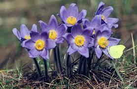 Pulsatilla Flower Seeds for Planting – Hardy Perennial, Early Spring Blooms
