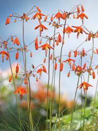 Coral Drops Flower Seeds Orange for Planting – Heirloom Non-GMO Organic Garden Seeds, High Germination