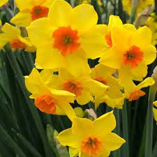 Yellow Orange Daffodil Flower Seeds for Planting – Heirloom Non-GMO | High Germination Organic Garden Seeds