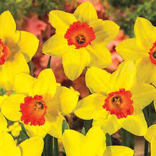 Yellow Red Devon Daffodil Flower Seeds for Planting – Heirloom, Non-GMO, High Germination Organic Garden Seeds