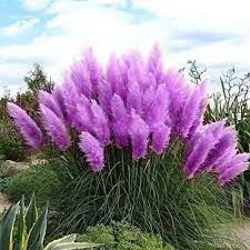 Nema Rare Purple Pampas Grass Seeds – Ornamental Grass Seeds for Planting, Heirloom & Non-GMO Drought-Tolerant Perennial