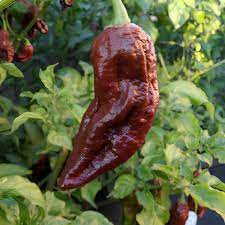 Black Bhut Jolokia Chile Pepper Seeds for Planting – Heirloom, Non-GMO, High Germination Organic Garden Seeds