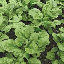 Bloomsdale Long Standing Spinach Seeds for Planting – Heirloom, Non-GMO, High Germination Organic Vegetable Seeds