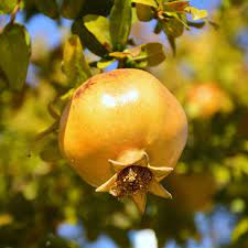 Yellow Pomegranate Fruit Seeds – Exotic, Super Juicy & Soft Seeds, Heirloom & Non-GMO for Home Garden