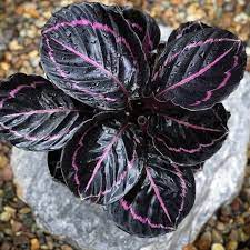 Black Calathea Planting Seeds for Garden – Heirloom & Non-GMO, High Germination Seeds