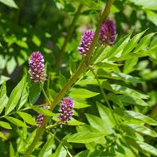 Licorice (Glycyrrhiza glabra) Seeds for Planting – Heirloom, Non-GMO Medicinal Herb for Sweet Root & Wellness Gardens