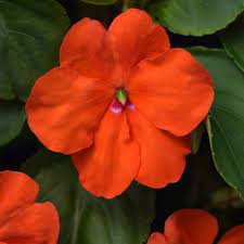 Walleriana Flower Seeds for Planting | Heirloom, Non-GMO, High Germination Organic Garden Seeds for Colorful Blooms