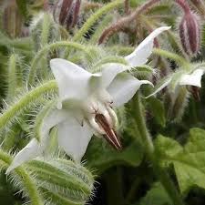 Borage White Seeds for Planting – Heirloom, Non-GMO, High Germination Organic Garden Seeds for Herbs & Flowers
