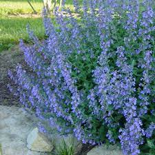Blue Catmint Plant Seeds for Planting – Heirloom, Non-GMO, High Germination Organic Garden Seeds for Fragrant Herb Gardens and Decor