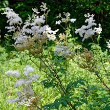 Meadowsweet Plant Seeds for Planting – Heirloom, Non-GMO Medicinal Herb (Filipendula ulmaria)