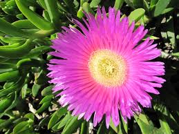 Carpobrotus Flower Seeds – Hardy Succulent Ground Cover for Planting