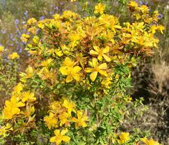 St. John’s Wort Seeds (Hypericum perforatum) for Planting – Heirloom, Non-GMO Medicinal Herb for Mood Support & Pollinator Gardens