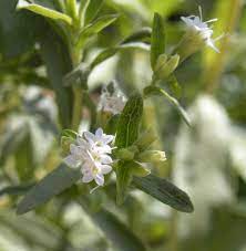 Stevia rebaudiana Seeds for Planting – Natural Sweet Herb, Heirloom & Non-GMO Seeds for Sugar-Free Gardens