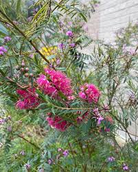 Pink Melaleuca Flower Seeds for Planting – Unique Fragrant Blooms