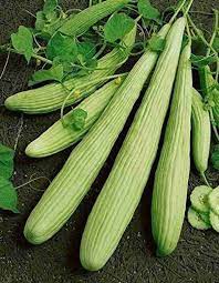 Armenian Pale Green Cucumber Seeds for Planting | Heirloom Non-GMO Organic Garden Seeds
