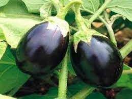 Brinjal Black Round (Egg Plant) Vegetable Seeds for Planting – Heirloom, Non-GMO, High Germination, Organic Garden Seeds