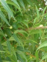 Neem (Azadirachta indica) Seeds for Planting – Heirloom, Non-GMO Medicinal Tree for Organic Gardening & Pest Control