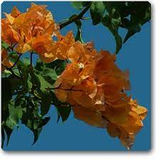 Bougainvillea Orange Flower Seeds for Planting – Heirloom, Non-GMO, High Germination Organic Garden Seeds