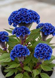 Blue Cockscomb Flower Seeds for Planting – Heirloom & Non-GMO Celosia Seeds for Unique Garden Blooms