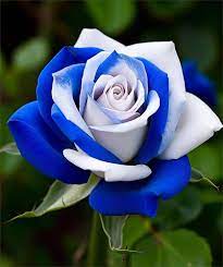 Blue and White Rose Flower Seeds for Planting – Heirloom Non-GMO High Germination Organic Garden Seeds