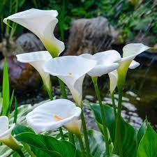 white calla lily seeds White Calla Lily (Zantedeschia Aethiopica) Seeds – Heirloom Non-GMO Seeds for Planting – High Germination Garden Seeds