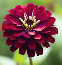 Burgundy Zinnia Flower Seeds for Planting – Vibrant Heirloom Non-GMO Organic Garden Seeds, High Germination