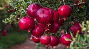 Burgundy Pomegranate Fruit Seeds – Super Juicy, Soft-Seed Variety with Vibrant Color