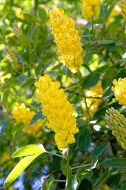 Cytisus Battandieri Flower Seeds for Planting | Heirloom, Non-GMO, High Germination Organic Garden Seeds