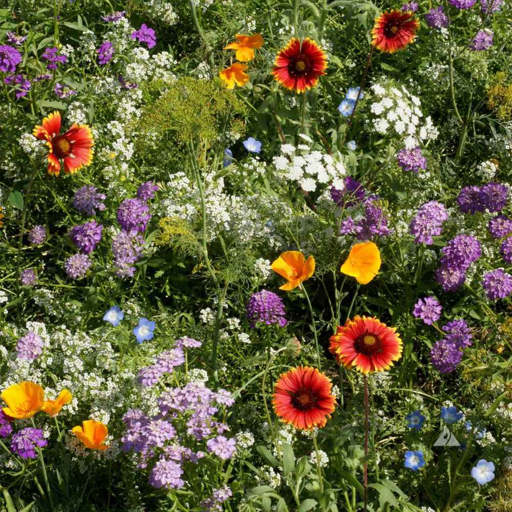 Mix Apple Blossom Flower Seeds for Planting – Heirloom, Non-GMO, Organic Garden Seeds, High Germination