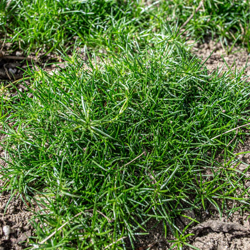 planted seed sea moss Heirloom Non-GMO Irish Moss Seeds – Neeraseeds