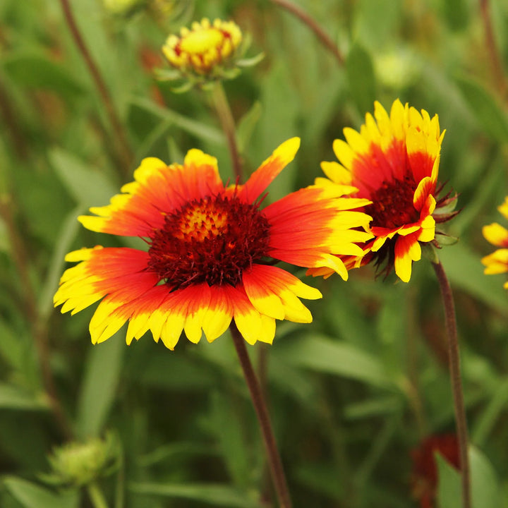 Yellow Red Aristata Flower Seeds for Planting - Heirloom Non-GMO High Germination Organic Garden Seeds