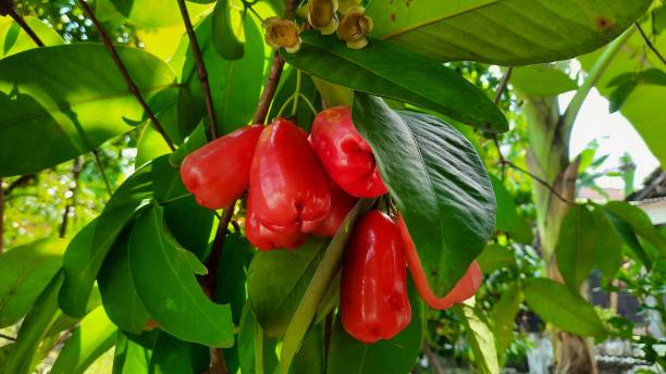 Rose Apple Fruit Seeds – Heirloom Non-GMO, High Germination Seeds for Planting Juicy Water Apples