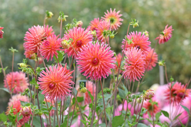 Beautiful Large Semi Cactus Dahlia Flower Seeds for Planting – Heirloom, Non-GMO, High Germination Organic Garden Seeds