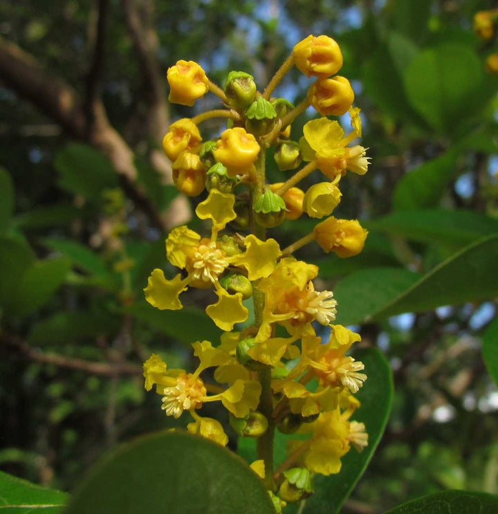 Byrsonima Crassifolia Flower Seeds for Planting – Heirloom, Non-GMO, High Germination Organic Garden Seeds