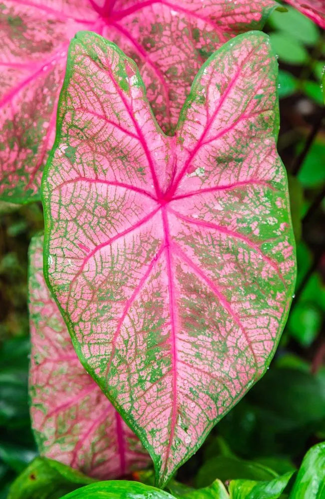 Carolyn Whorten Caladium Leaf Flower Seeds – Heirloom, Non-GMO, High Germination Organic Garden Seeds for Planting