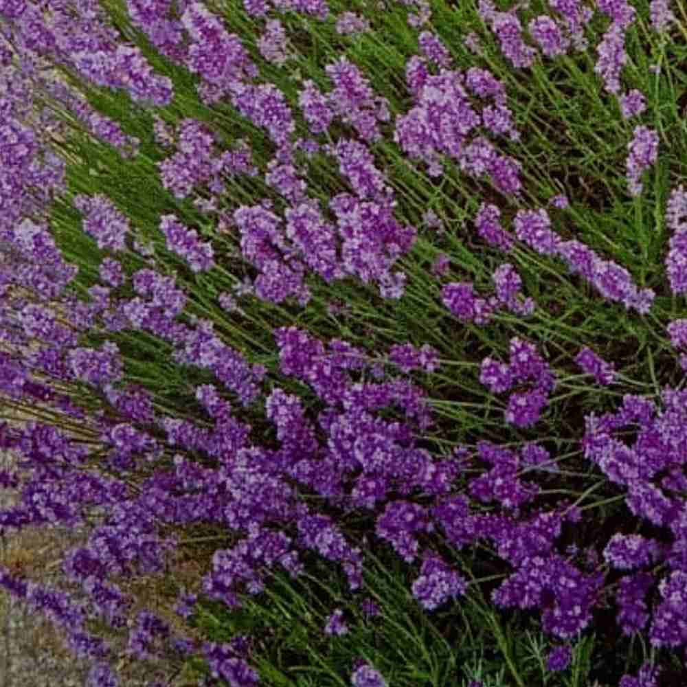 organic lavender plant Heirloom Lavanda Flower Seeds Non-GMO – Neeraseeds