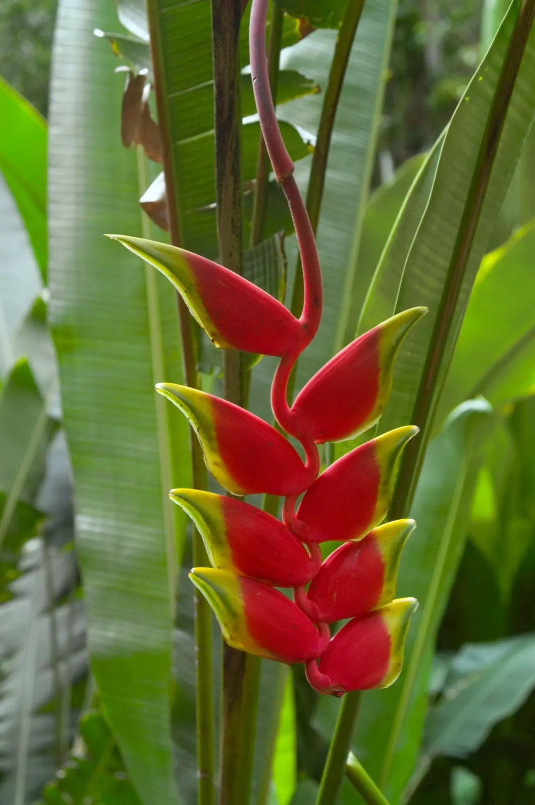lobster claw plant seeds Heirloom Heliconia Harlingii Flower Seeds – Non-GMO Tropical Garden Seeds  for Planting, High Germination Ornamental Blooms