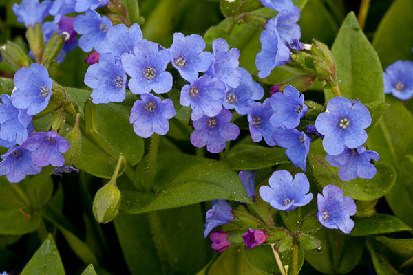 Blue Pulmonaria Lungwort Flower Seeds for Planting – Heirloom, Non-GMO, High Germination Shade-Loving Blooms for Woodland Gardens