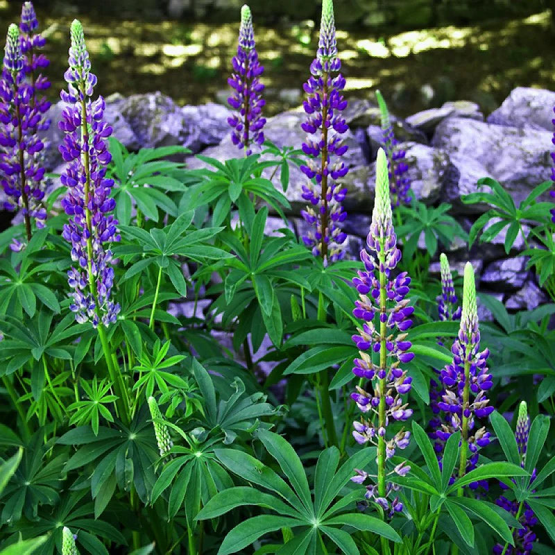 flower seeds perennial Blue Perennial Flower Seeds – Heirloom, Non-GMO – Neeraseeds