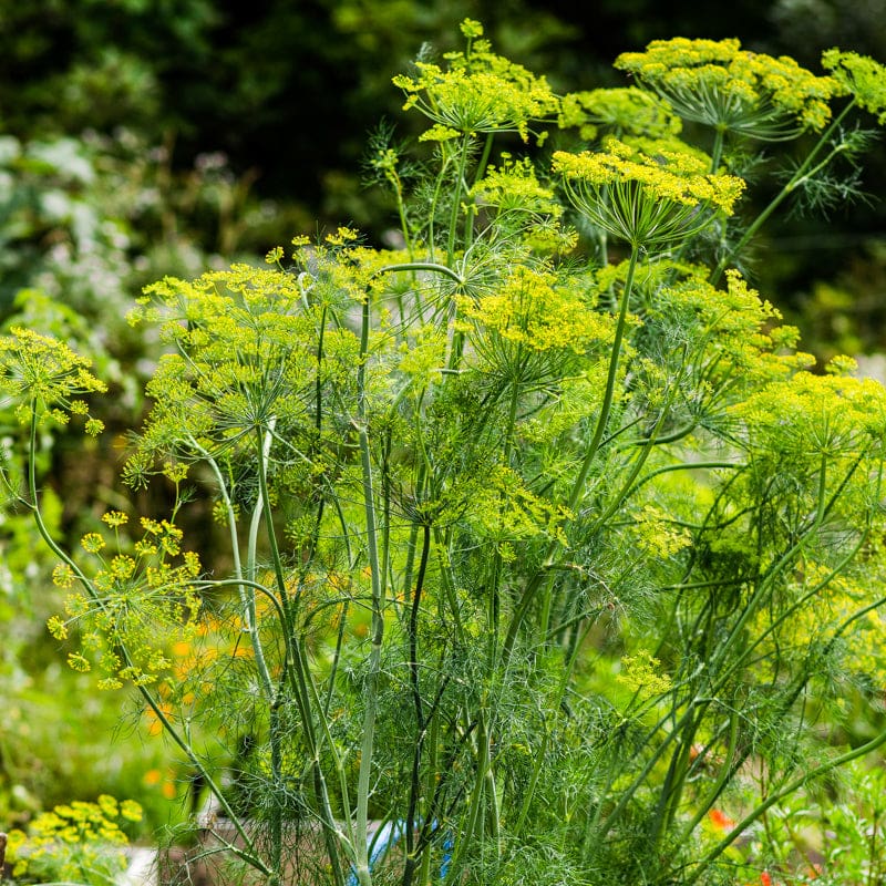 Yellow Mammoth Dill Herb Plant Seeds for Planting – Heirloom, Non-GMO, High Germination Organic Garden Seeds for Flavored Gardens & Cuisines