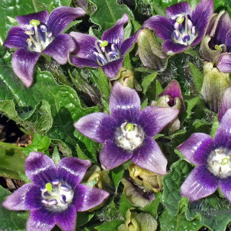 Black Mandrake Mandragora Autumnalis Planting Seeds – Heirloom, Non-GMO Seeds, High Germination, Organic Garden