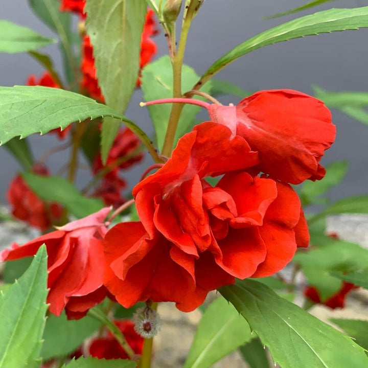 Balsam Camellia Flower Seeds – Heirloom Non-GMO Seeds for Garden Planting