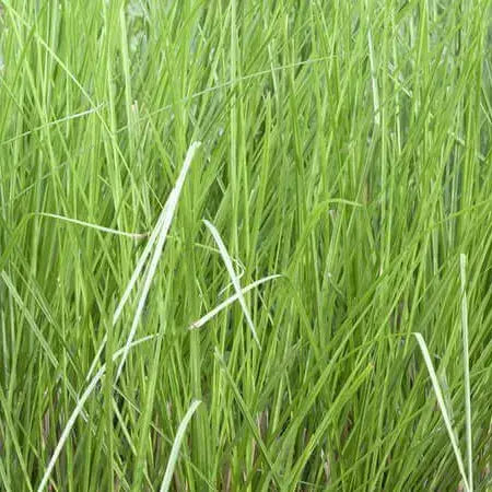 Vetiver Plant Seeds for Planting – Aromatic Grass Seeds for Soil Erosion Control, Fragrance, and Landscaping