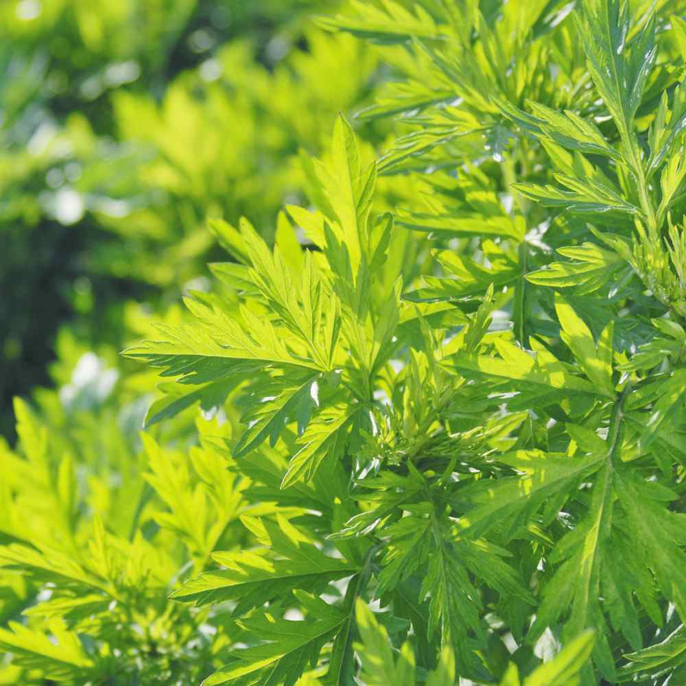 Mugwort (Artemisia vulgaris) Seeds for Planting – Heirloom, Non-GMO Medicinal Herb Seeds for Traditional & Aromatic Gardens