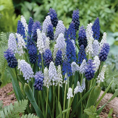 Grape Hyacinth Seeds – Delft Blue Muscari Heirloom, Non-GMO, High Germination Organic Garden Seeds for Planting