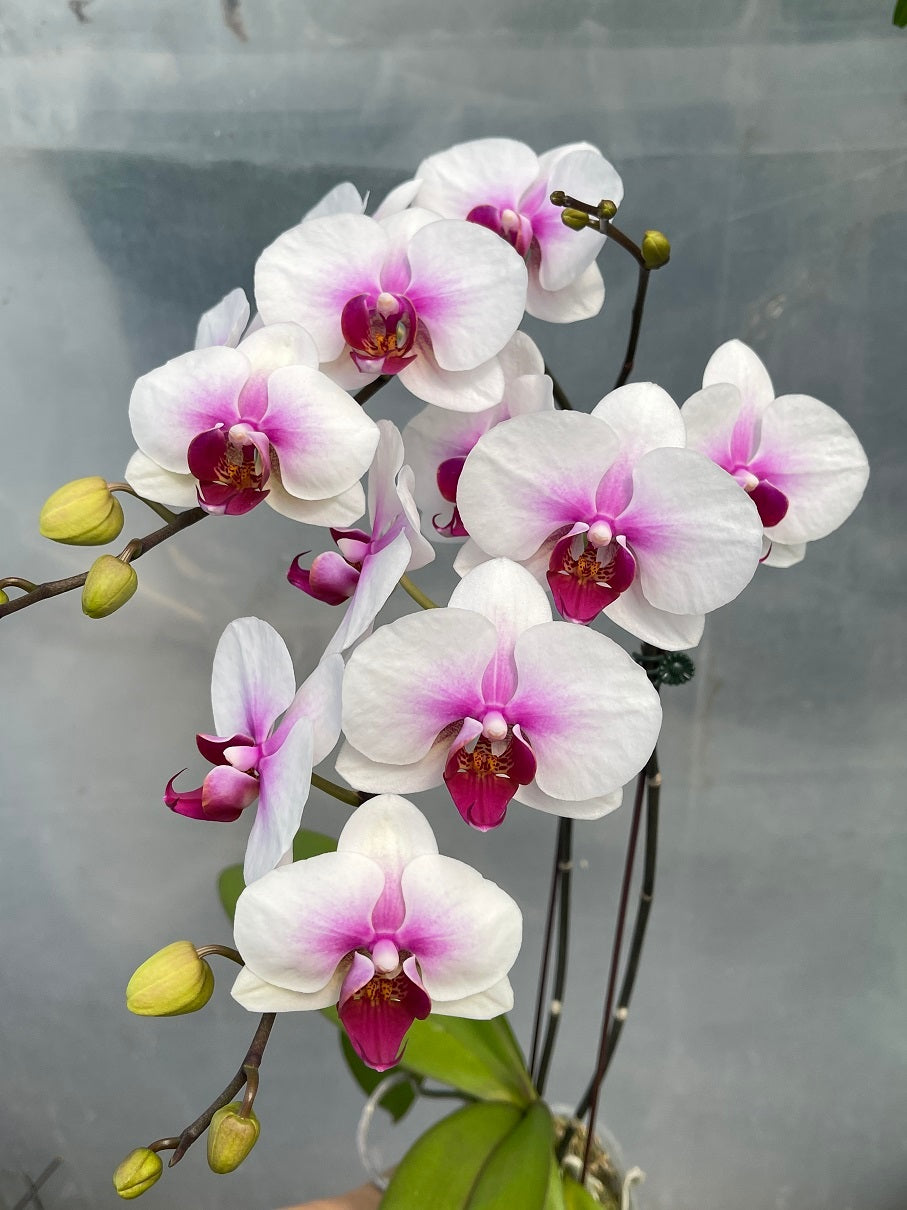 Yellow White Phalaenopsis Orchid Flower Seeds for Planting – Heirloom, Non-GMO, High Germination Organic Garden Seeds
